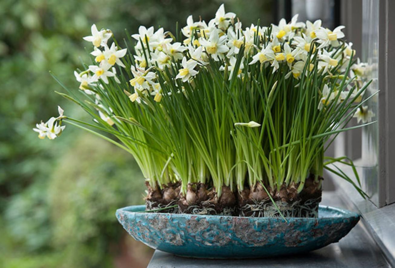 C&acirc;y Hoa Thủy Ti&ecirc;n c&oacute; &yacute; nghĩa như thế n&agrave;o